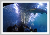 The Shark Tunnel