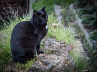 Cat at Largo di Torre Argentina