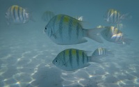 Sarjeant Major Fish on Coco Cay, Bahamas