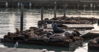 Fishermans Wharf in San Francisco