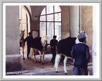 Lippizaner Stallions, Vienna