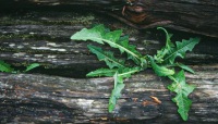 In Vancouver, Canada