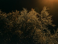 Dill Sunrise
