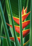 Heliconia Flower