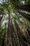 At Muir Woods National Monument