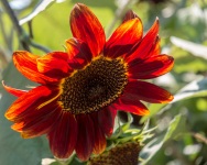 At Farmstead at Long Meadow Ranch in St. Helena, California