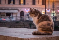 Cat at temple ruins at Largo di Torre Argentina in Rome