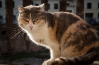 Cat at Temple reamins at Largo di Torre Argentine in Rome