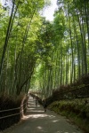 Arashiyama Bamboo Forest in Kyoto, Japan