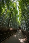Arashiyama Bamboo Forest in Kyoto, Japan