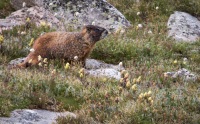 Flattop Mountain Hike in Rocky Mountain National Park