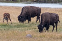 Bison at the Madison Junction Vistors Center In Yellowstone