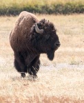 Bison at the Madison Junction Vistors Center In Yellowstone