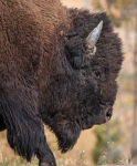 Bison by our cabin at Old Faithful in Yellowstone