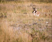 Pronghorn in Lamar Valley in Yellowstone