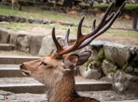 In Nara