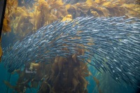 Sardines in the Kelp Forest at the Monterey Bay Aquarium