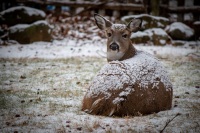 Deer with snow in our backyard in Fanwood