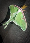 Luna Moth at Ryan's house in Noth Conway