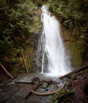 At Madison Falls in Olympic National Park