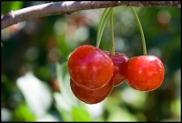 Michigan Cherries