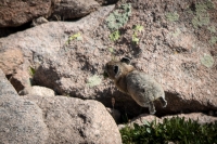 Flattop Mountain Hike in Rocky Mountain National Park
