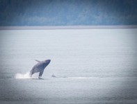 Whale near Hubbard Glacier