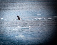 Bald Eagle near Hubbard Glacier