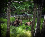 Cow and calf moose at Earthquake Park in Anchorage