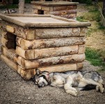 At Sled Dog Kennels in Denali National Park
