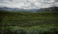 On the Tundra Wilderness Tour in Denali National Park