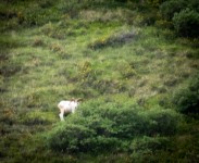 Dall Sheep on the Tundra Wilderness Tour in Denali National Park