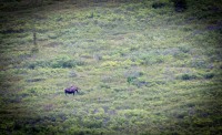 Moose on the Tundra Wilderness Tour in Denali National Park