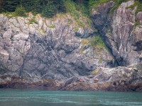 Stellar Sea Lions in Glacier Bay National Park