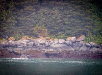 Whale in Glacier Bay National Park