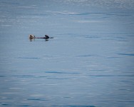 Sea otter in Glacier Bay National Park