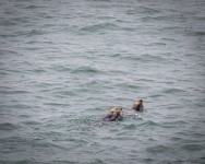 Sea otters in Glacier Bay National Park