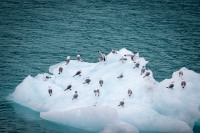 In Glacier Bay National Park
