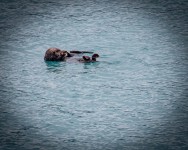 Sea otters in Glacier Bay National Park