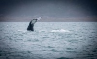 Whale Watching in Auke Bay/Juneau