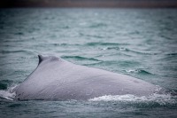 Whale Watching in Auke Bay/Juneau