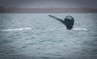 Whale Watching in Auke Bay/Juneau