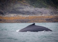 Whale Watching in Auke Bay/Juneau