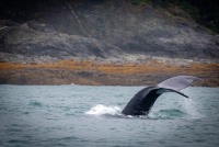 Whale Watching in Auke Bay/Juneau