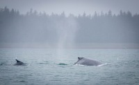 Whale Watching in Auke Bay/Juneau