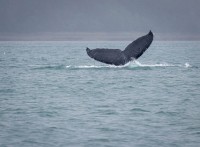 Whale Watching in Auke Bay/Juneau