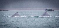 Whale Watching in Auke Bay/Juneau