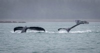 Whale Watching in Auke Bay/Juneau