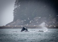 Whale Watching in Auke Bay/Juneau