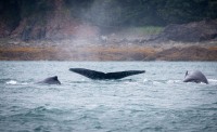 Whale Watching in Auke Bay/Juneau